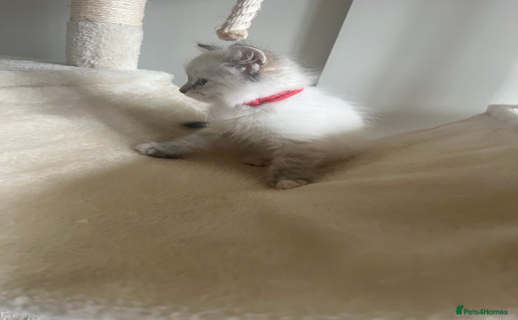 Siberian cats - Advert 1