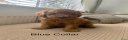 Toy Poodle dogs for sale: Fully health tested Deep Red Toy poodle puppies  - Advert 8