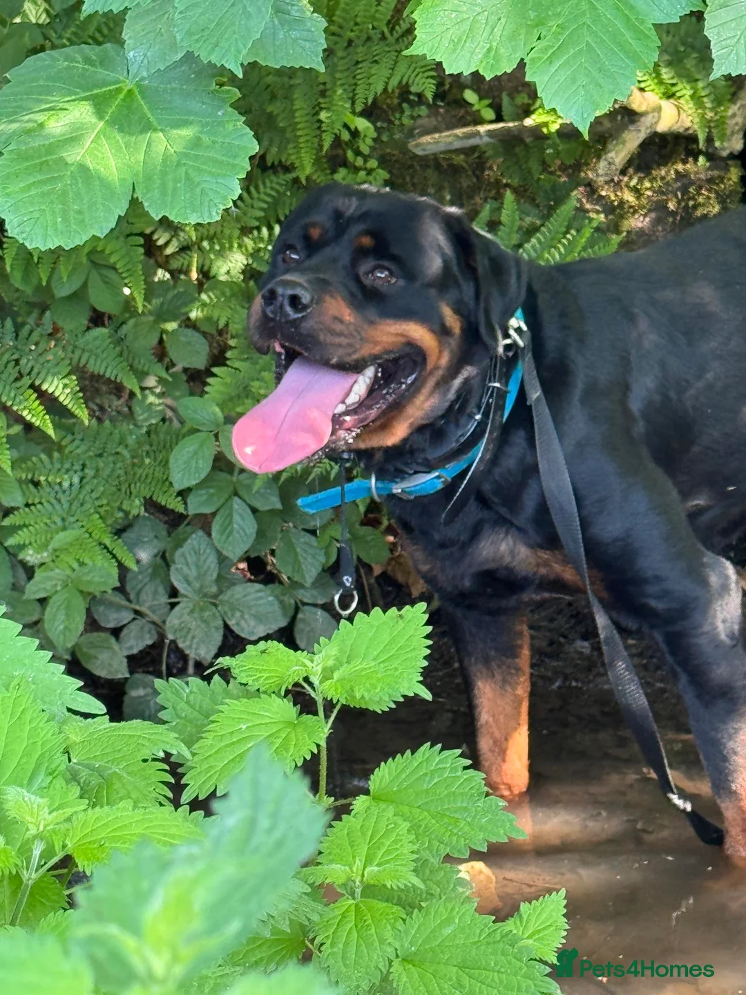Rottweiler dogs for stud: KC Registered Male Rottweiler – Available for Stud - Advert 4