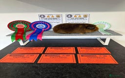Guinea Pig rodents for sale: Lots of Guinea Pigs Always available!  - Image 18