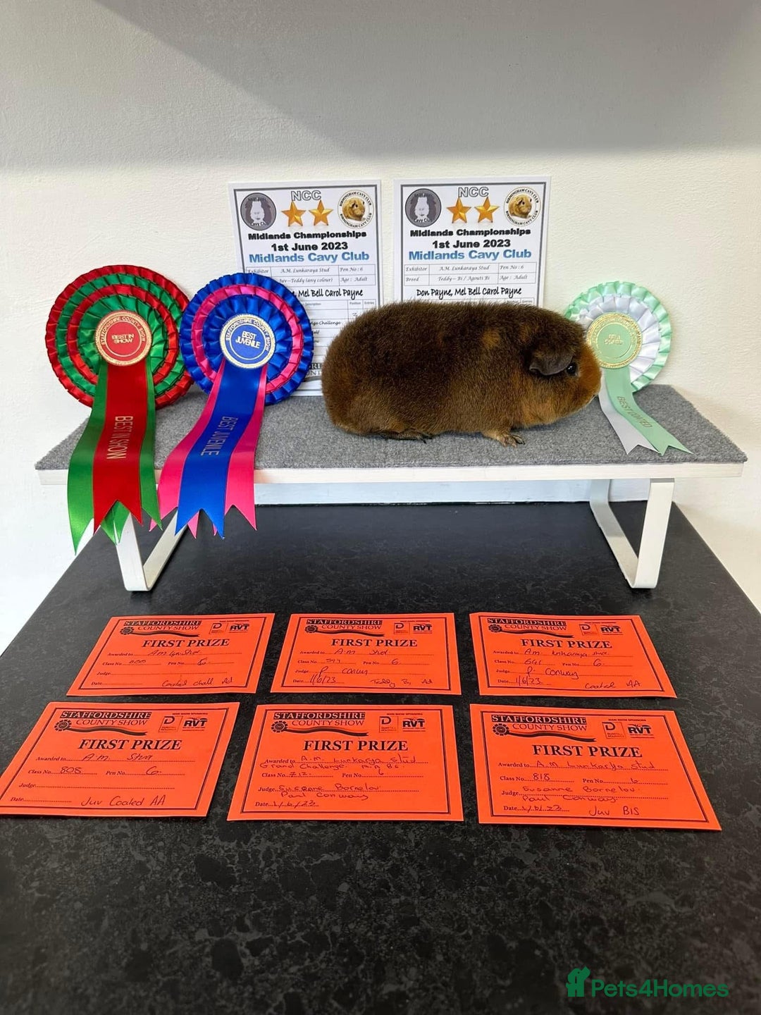 Guinea Pig rodents for sale: Lots of Guinea Pigs Always available!  - Image 18