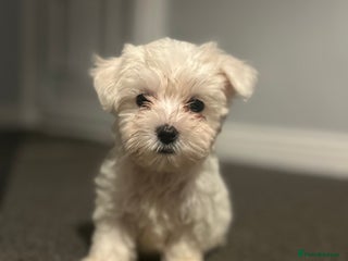Bichon Frise dogs 11 weeks old puppy for sale - Advert 14