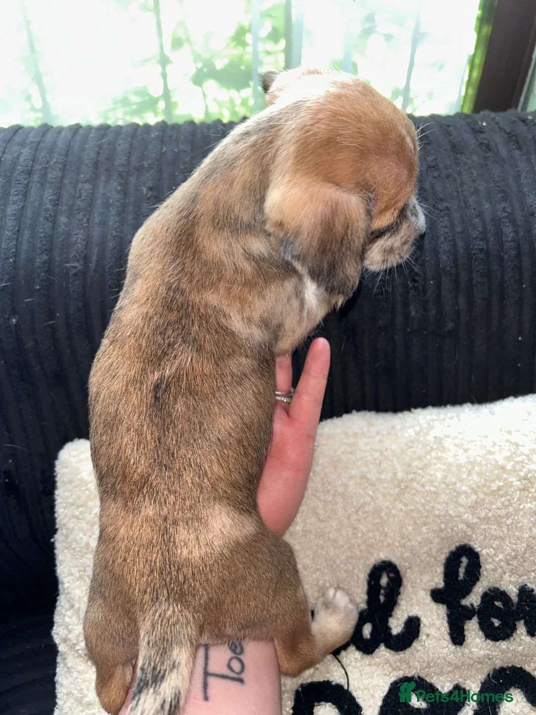 Mixed Breed dogs for sale: Puppies Looking for Forever Homes in Basildon - Advert 14