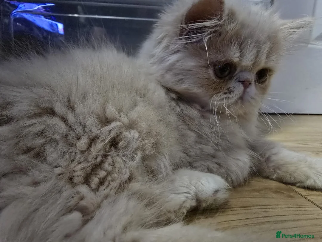 Persian cats for sale: Beautiful Pure Persian Boy Looking for Loving home - Advert 3