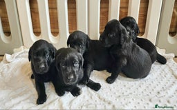 Labrador Retriever dogs for sale: 7 STUNNING BLACK LABRADOR PUPPIES - Image 13