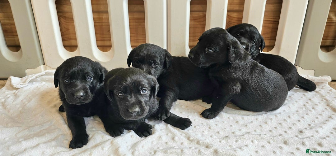 Labrador Retriever dogs for sale: 7 STUNNING BLACK LABRADOR PUPPIES - Image 13