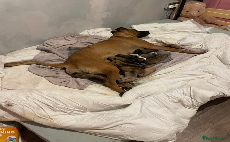 Mixed Breed dogs Bullsky puppies  - Advert 6