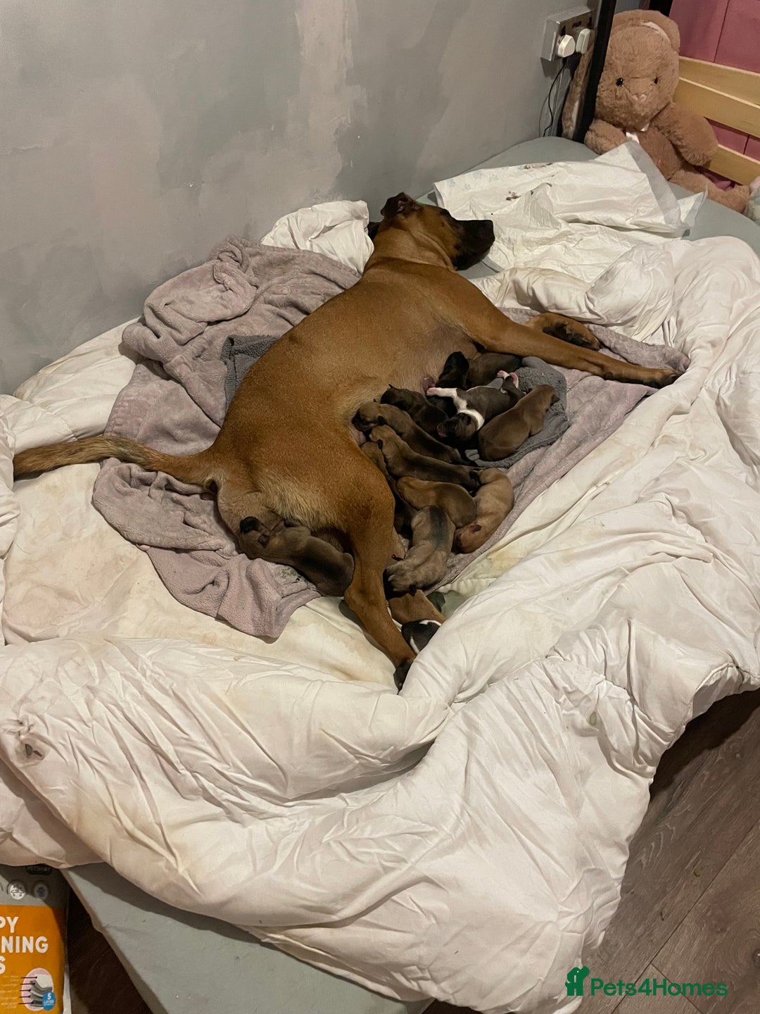 Mixed Breed dogs for sale: Bullsky puppies  - Image 3