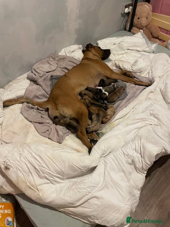 Mixed Breed dogs Bullsky puppies - Advert 6