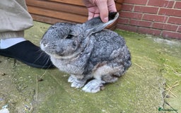 Continental Giant rabbits for sale: Lonely Cross Giant Bunny - Image 3
