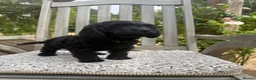 Cockapoo dogs for sale: Beautiful Litter of F1 Cockapoo Puppies - Advert 20