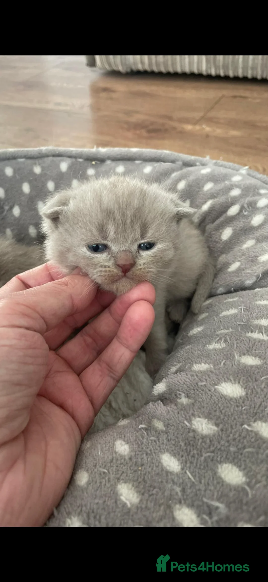 Scottish Fold cats for sale: Adorable scottish fold kittens 🐱  - Advert 2