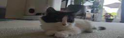 Mixed Breed cats for sale: Mix breed kittens - 2x male 3x female - Advert 7