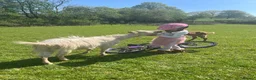 Goats livestock for sale: 3 golden guernsey cross girls in Pencader - Advert 2