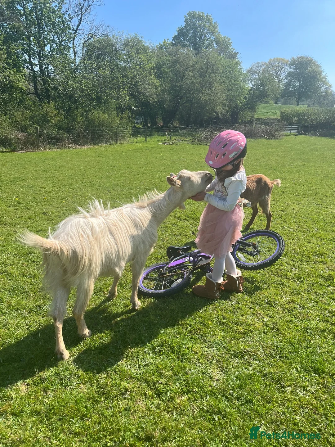Goats livestock for sale: 3 golden guernsey cross girls in Pencader - Advert 2