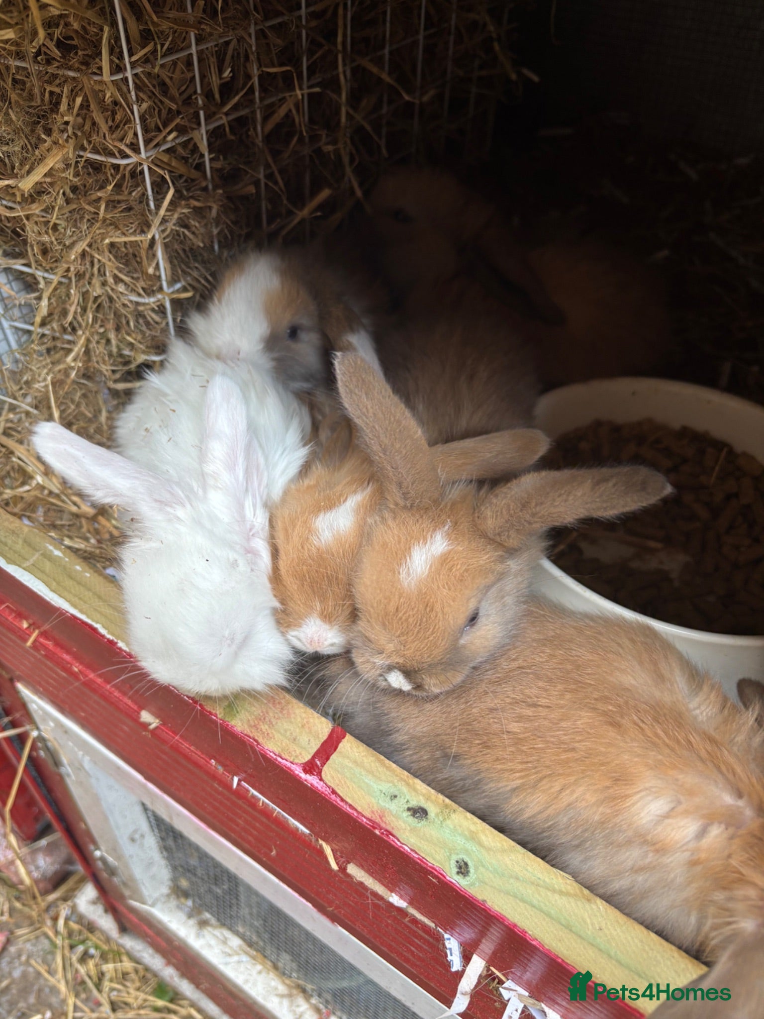 Mini Lop rabbits 🐰 Beautiful Mini Lop Baby Bunnies– Ready to go 🐰 - Advert 11