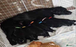 Sprocker dogs for sale: Sprocker puppies  - Image 19