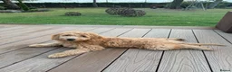 Mini Goldendoodle dogs for sale: READY TO LEAVE - 5* BREEDER & POLICE DOG TRAINER  in Lincoln - Advert 1