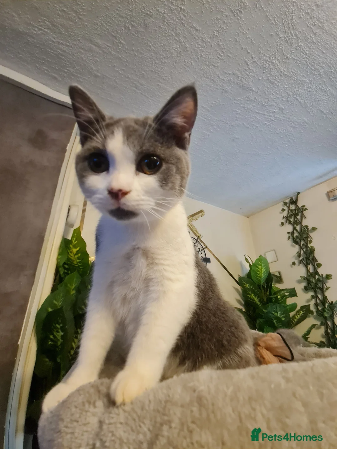 Mixed Breed cats for sale: Stunning  kittens looking  4 new home - Advert 4