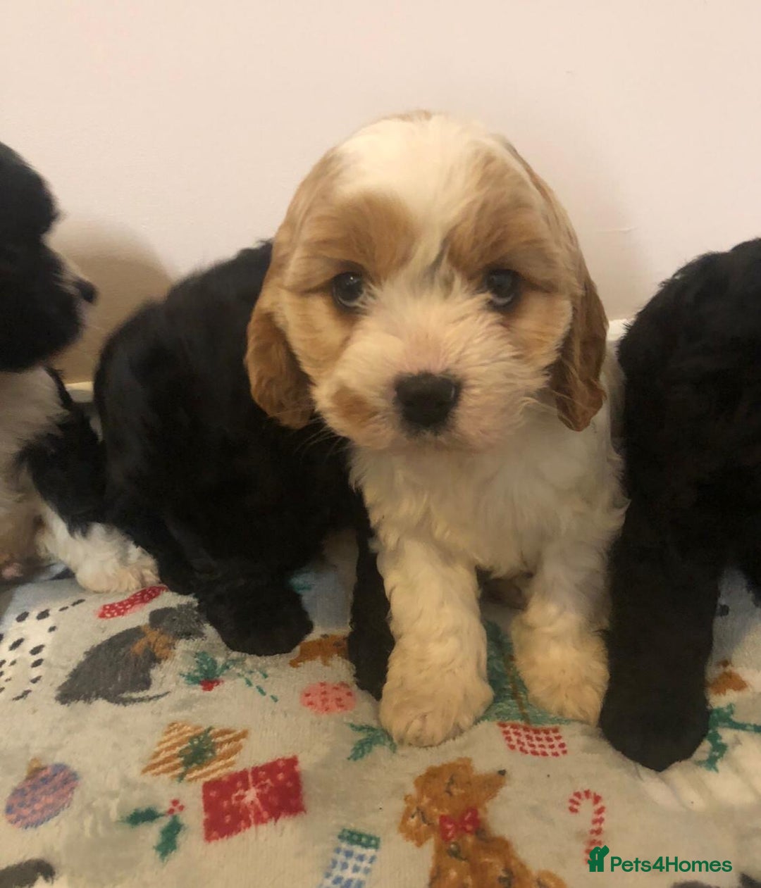Mixed Breed dogs for sale: 4 male pups - Advert 4