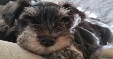 Miniature Schnauzer dogs Miniature Schnauzer Puppies KC Registered - Advert 10