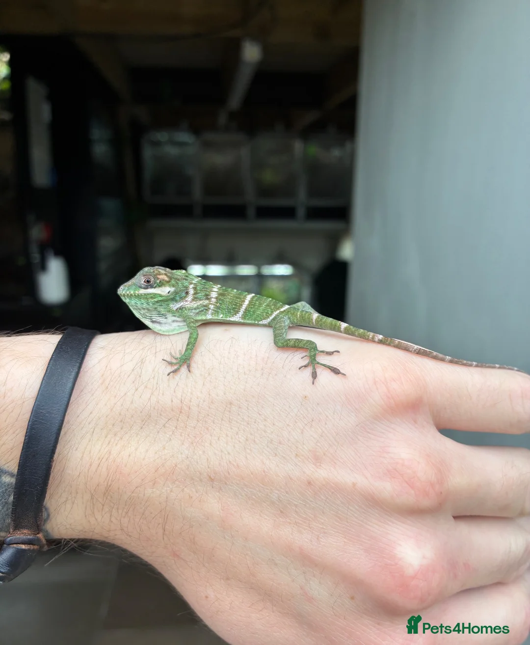 Anole reptiles for sale: Cuban Knight Anole & Cuban False chameleon babies - Advert 2