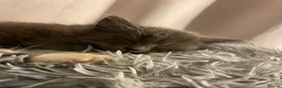 Mixed Breed cats for sale: Two black kittens - Advert 6