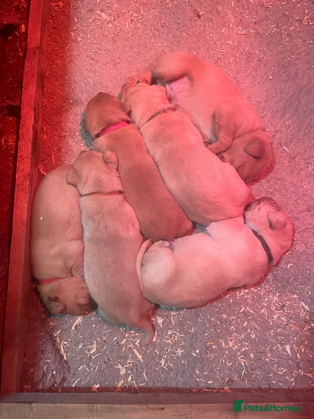 Labrador Retriever dogs for sale: KC Labrador pups ready 5th Jan 26 - Advert 26