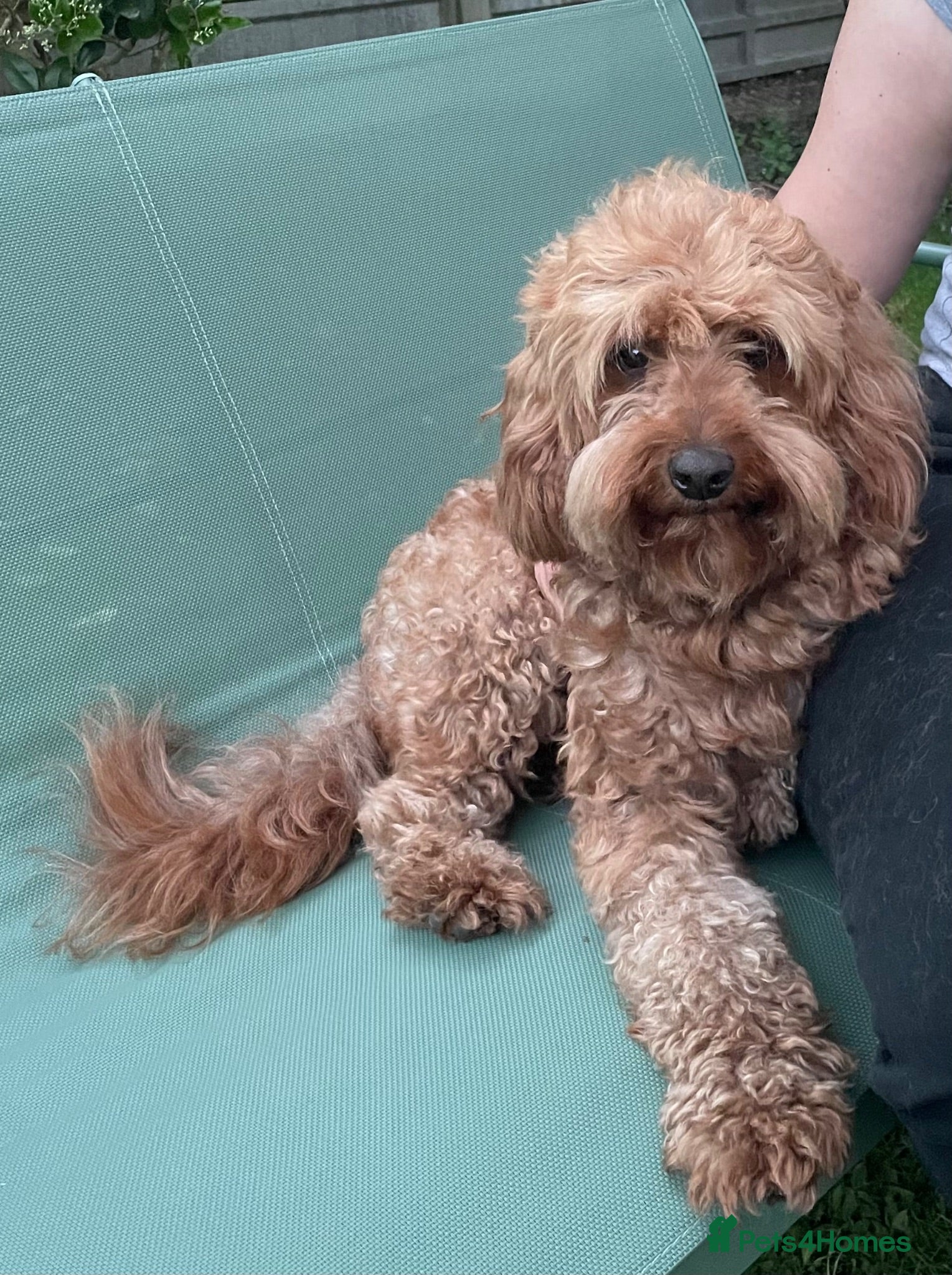 Cavapoo dogs  Experienced Male Available for Stud Service  - Advert 1