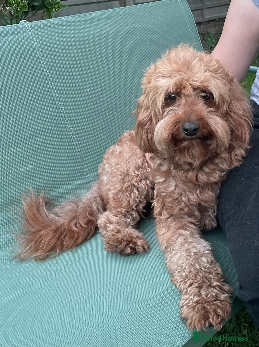 Cavapoo dogs for stud:  Experienced Male Available for Stud Service  - Advert 1