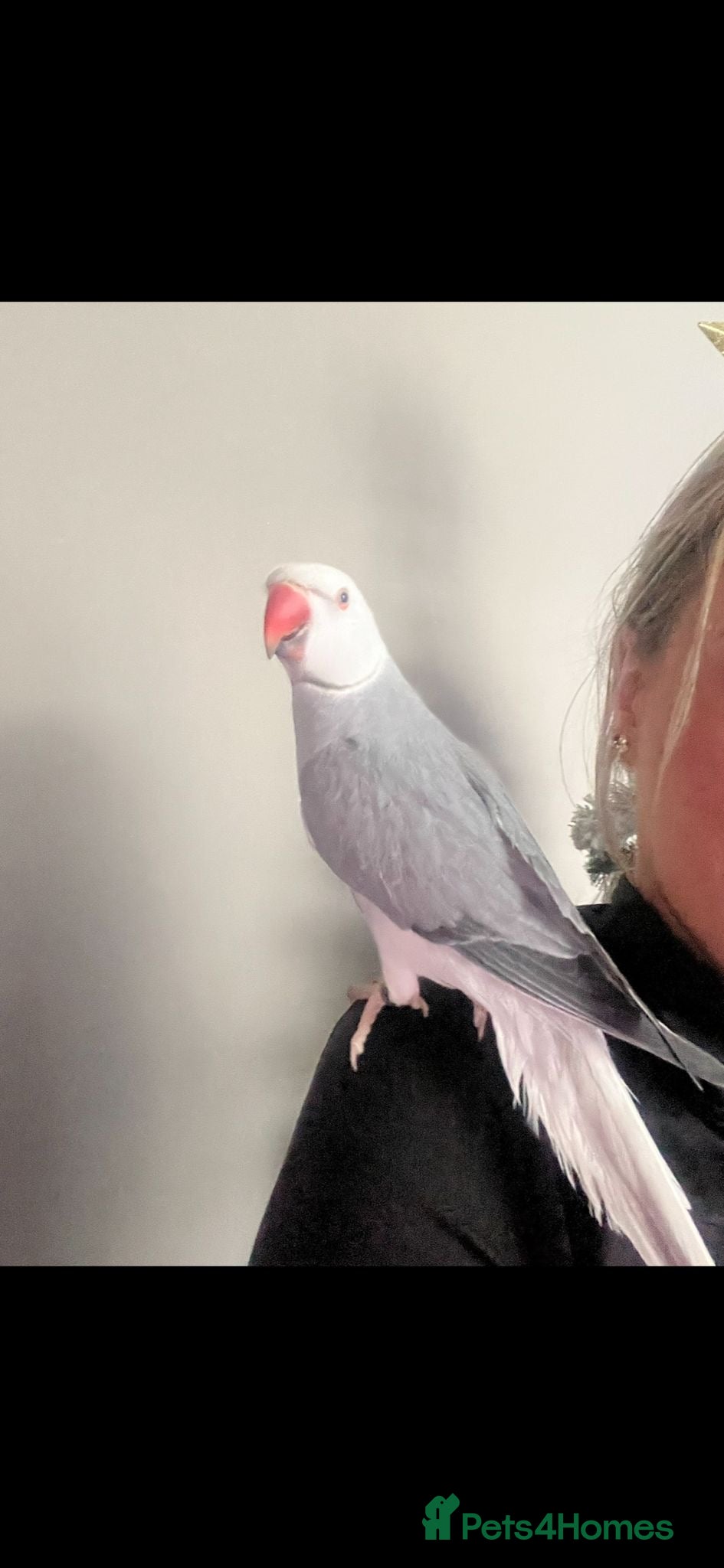 Ringnecks birds Clear tail  - Advert 1