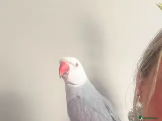 Ringnecks birds Clear tail - Advert 2