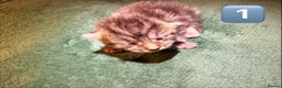 Maine Coon cats for sale: Gorgeous Fluffy Maine Coon Kittens  - Advert 5
