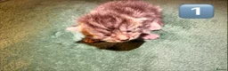 Maine Coon cats for sale: Gorgeous Fluffy Maine Coon Kittens  - Advert 5