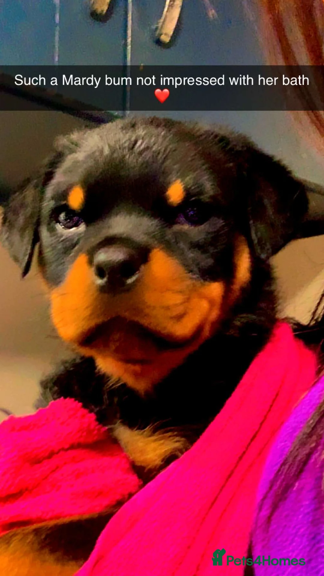 Rottweiler dogs for sale: Female ready to leave 23rd February  - Advert 5