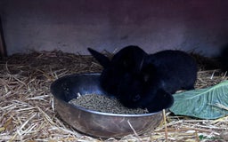 Mini Lion Lop rabbits for sale: READY NOW!! 3 Beautiful Mini Lionhead Lops - Image 2