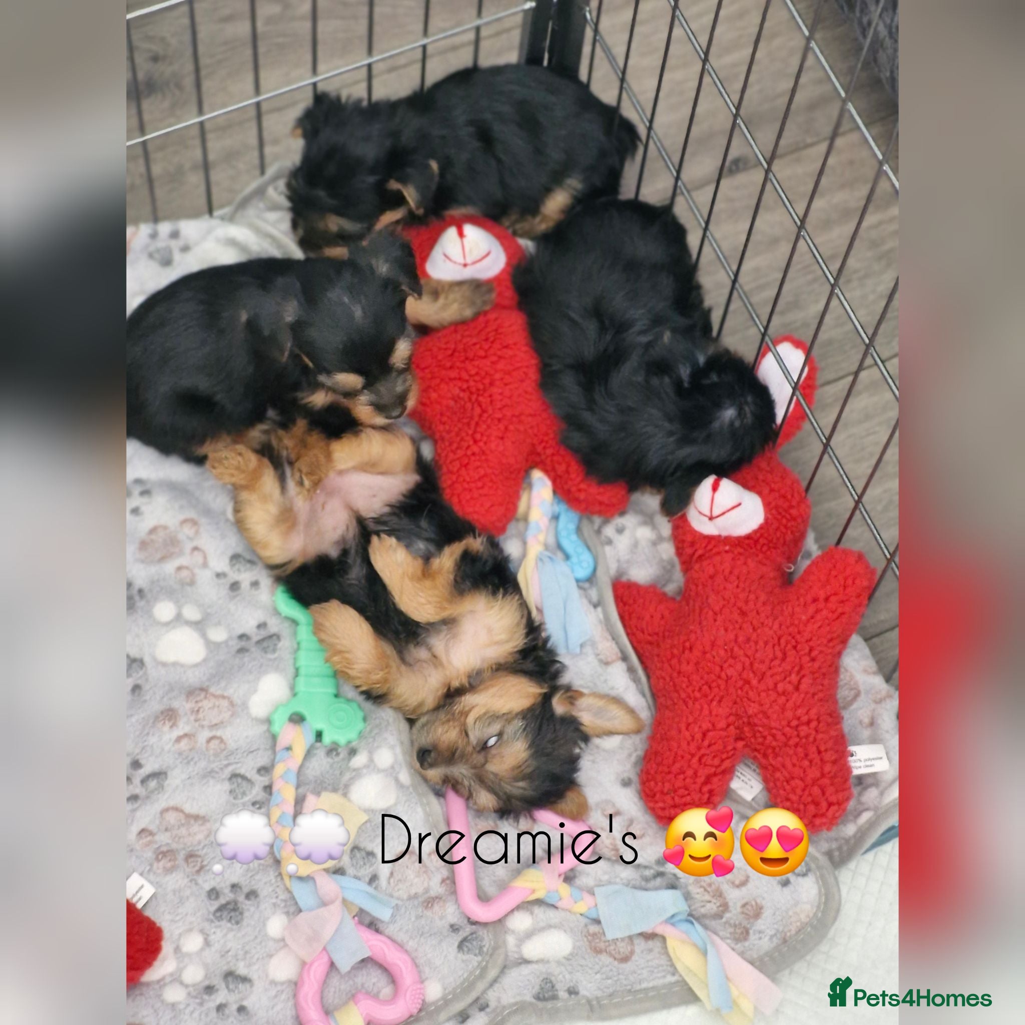 Yorkshire Terrier dogs F1 stunning purebred yorkshire terriers pup's ❤️💙 - Advert 2