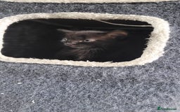 Mixed Breed cats for sale: Kittens looking for loving forever home - Image 8