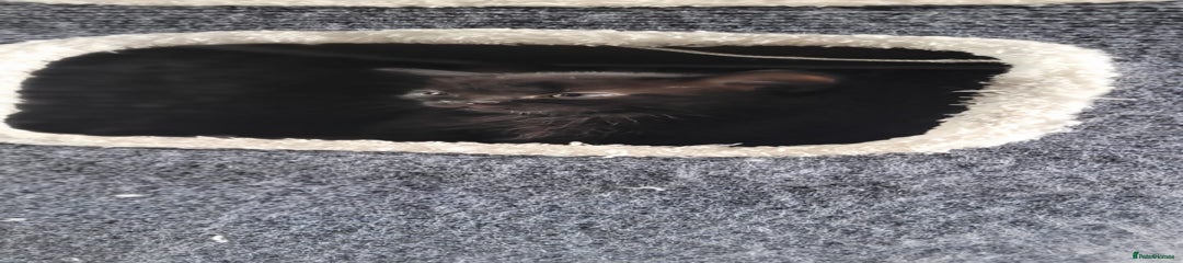 Mixed Breed Kitten 1