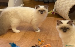 Ragdoll cats for sale: GCCF REGISTERED RAGDOLL KITTENS in Ashton-under-Lyne - Image 37