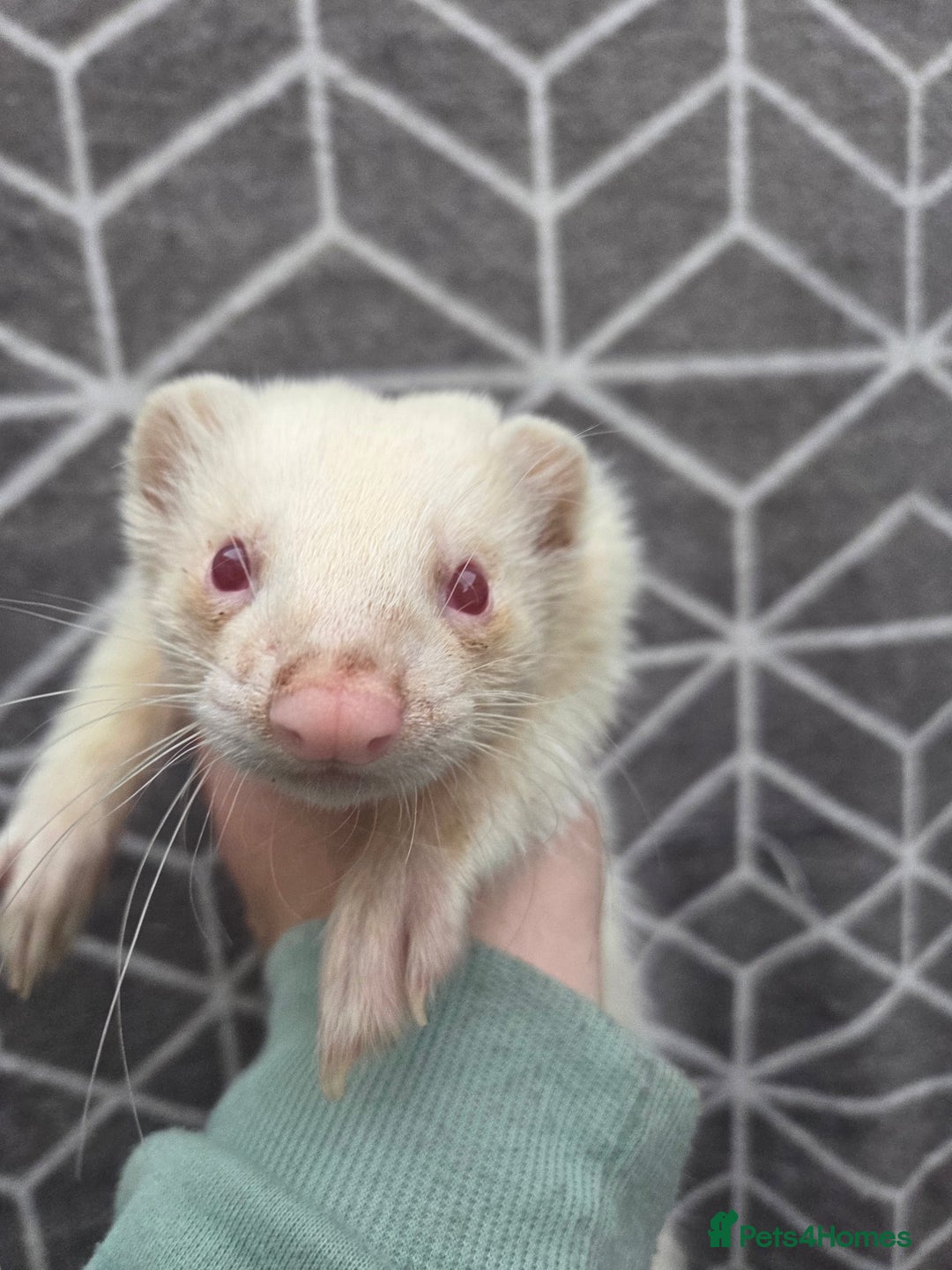 Ferret rodents for sale: 4 stunning ferrets looking for new homes - Advert 8