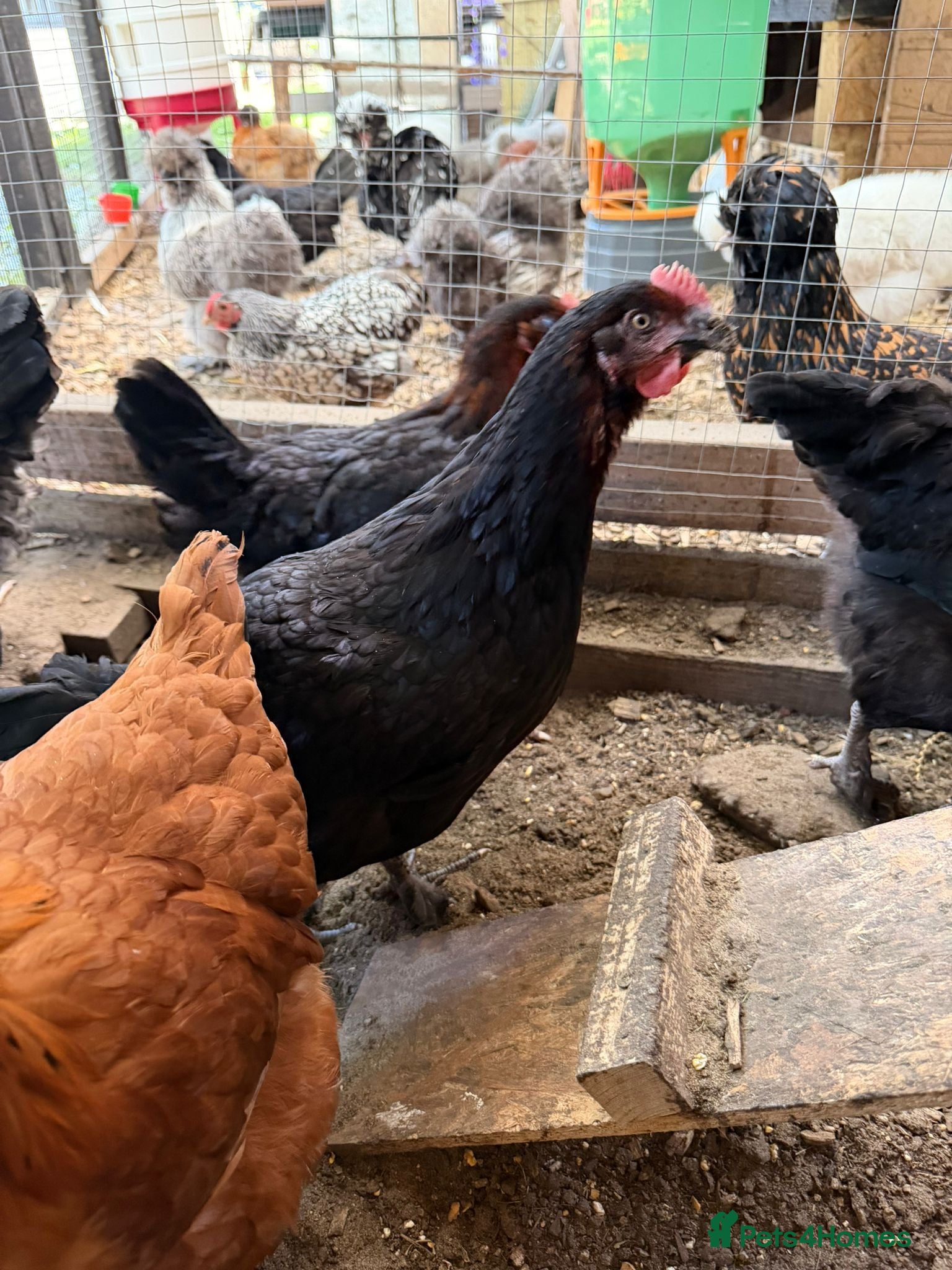 Chickens poultry Bovan brown ,black cooper marans ,white star - Advert 3