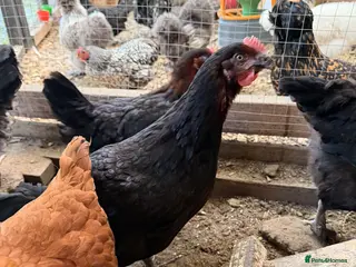 Chickens poultry Bovan brown ,black cooper marans ,white star - Advert 18