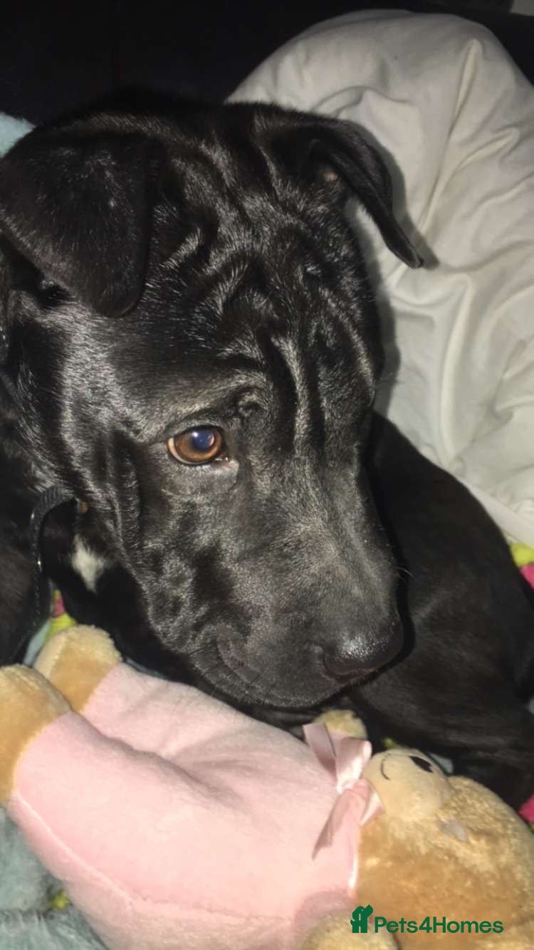 Mixed Breed dogs Her name is raven she is 10 months old  - Advert 1
