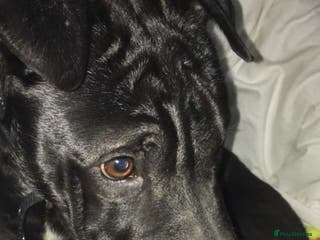 Mixed Breed dogs Her name is raven she is 10 months old - Advert 6