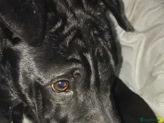 Mixed Breed dogs Her name is raven she is 10 months old - Advert 19