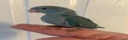 Ringnecks birds for sale: Hand Reared Baby Indian Ringnecks  - Advert 4