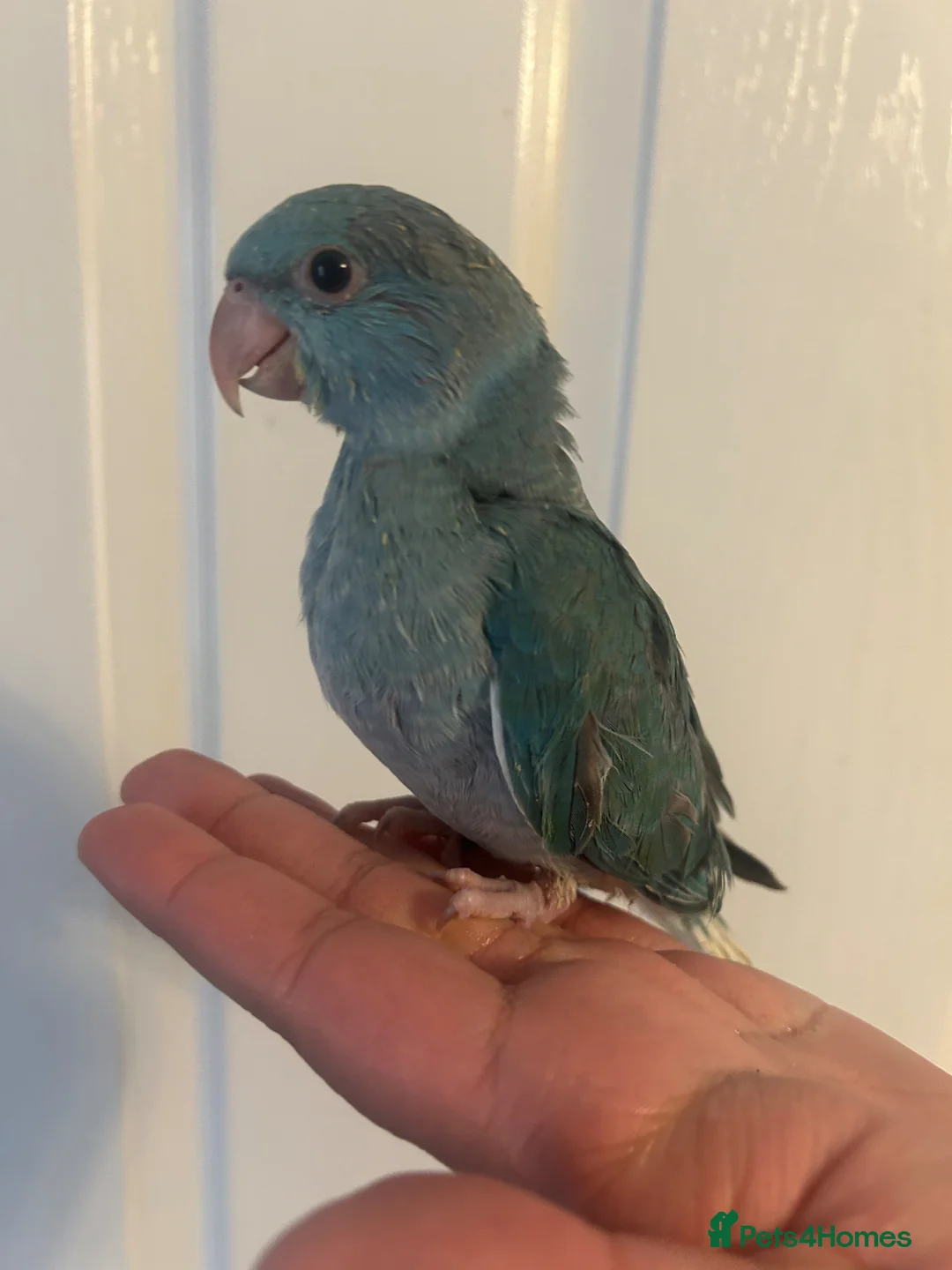 Ringnecks birds for sale: Hand Reared Baby Indian Ringnecks  - Advert 4