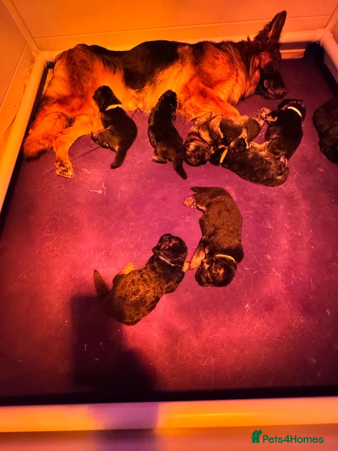 German Shepherd dogs for sale: 8 Gorgeous Pups out  of Xandor di Casa Massarelli - Advert 13