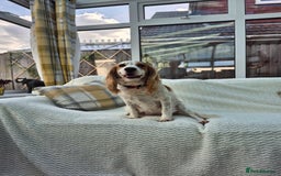 Cocker Spaniel dogs for sale: 5 gorgeous male working cocker spaniel puppies  - Image 2